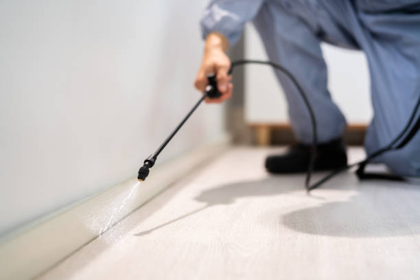Best Wasp Removal Services  in Richwood, WV
