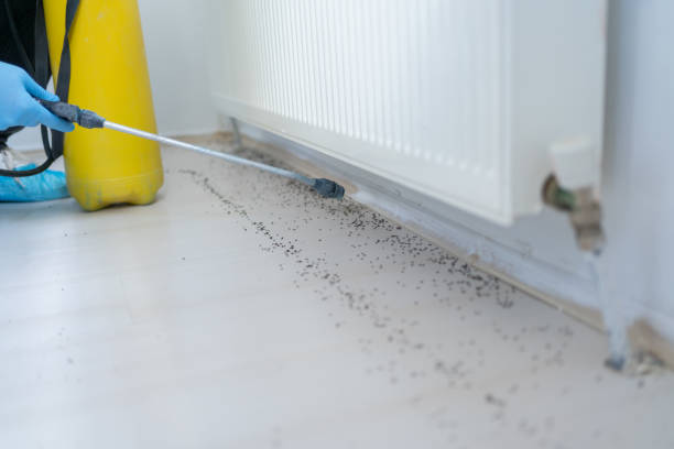 Best Pest Prevention Services  in Richwood, WV