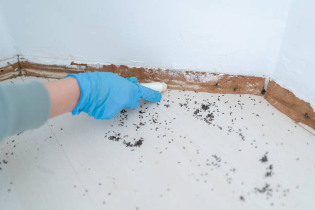 Flea Control Services in Richwood, WV